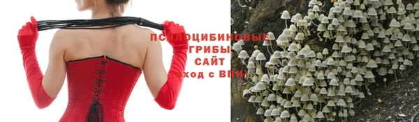 прущие грибы Аркадак