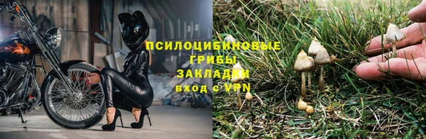 прущие грибы Аркадак
